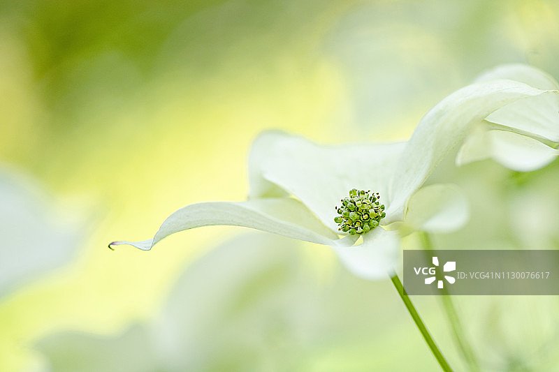 特写的美丽的夏天开花山茱萸白色的花也被称为库萨山茱萸图片素材
