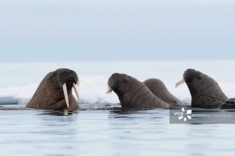 一小群大西洋海象(Odobenus rosmarus)在海洋中游泳，Vibebukta, Austfonna, Nordaustlandet, Svalbard，挪威图片素材