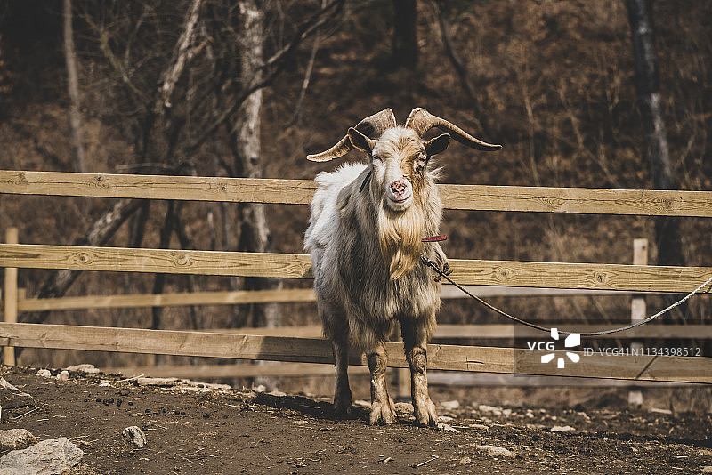 动物园里可爱的动物:山羊图片素材