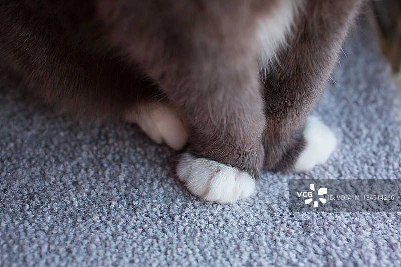 采购产品猫在地毯上，猫爪子，室内猫，猫在地毯上，干净的地毯，宠物租金图片素材