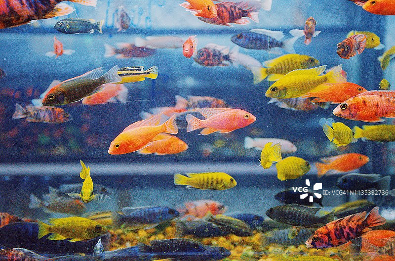 泰国鱼缸里彩色热带鱼的特写图片素材