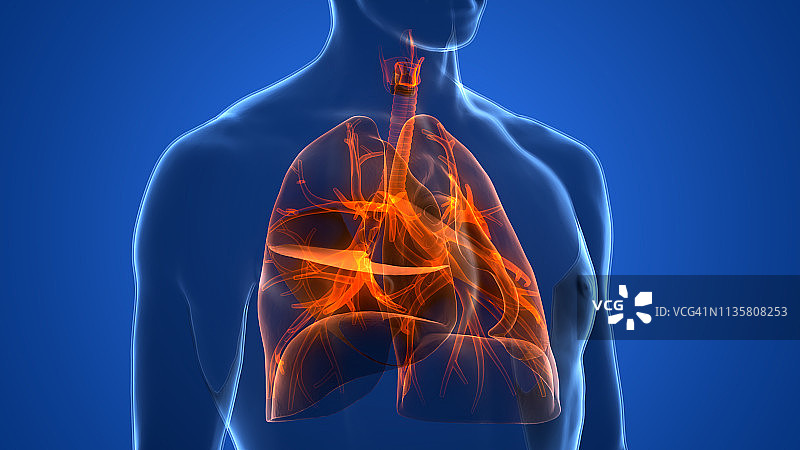 人体呼吸系统及肺解剖学图片素材