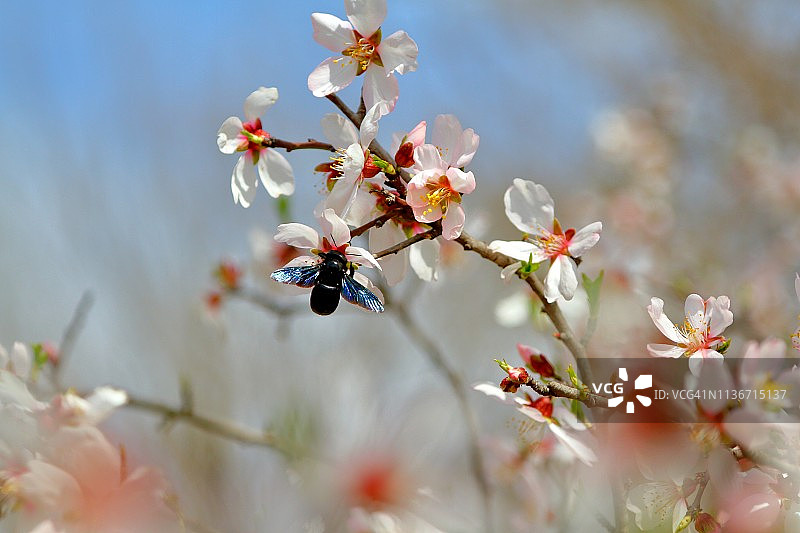 黑木匠蜂在杏花上图片素材