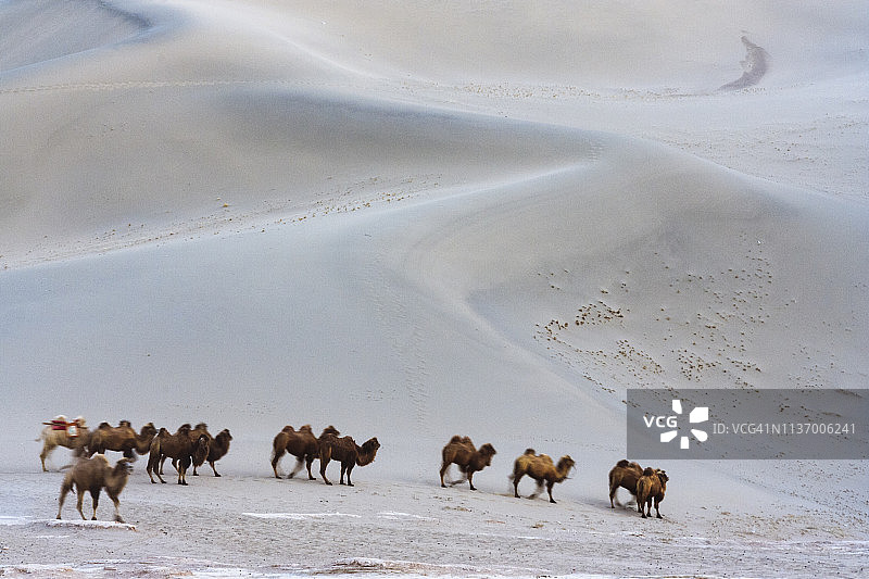 戈壁沙漠上的骆驼群图片素材