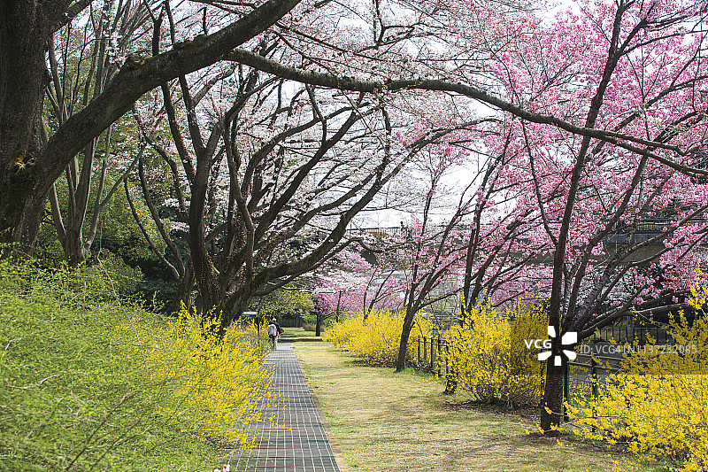 樱花树和其他春天的花在花园里。图片素材