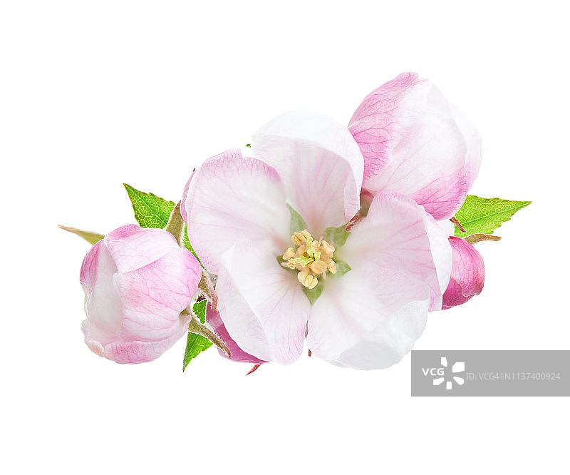 一个盛开的苹果树枝的特写，粉红色和白色的花孤立在白色的背景。图片素材