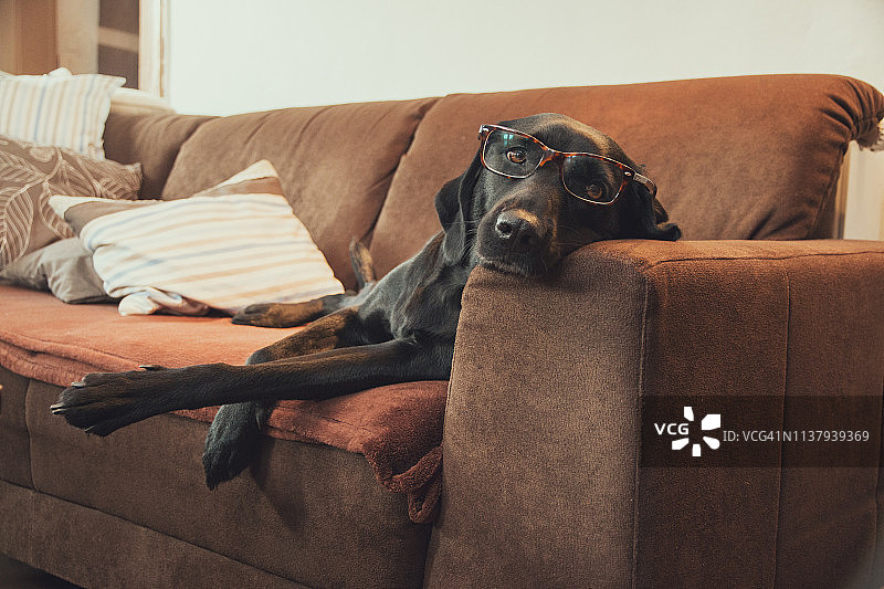戴眼镜的聪明狗躺在沙发上图片素材