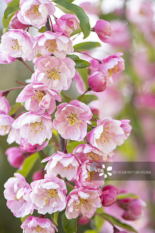 特写图像的美丽的春天开花，粉红色的花盛开的日本观赏樱花树图片素材