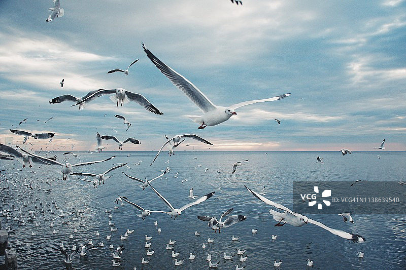 风景海鸥在海上对天空日落，泰国图片素材