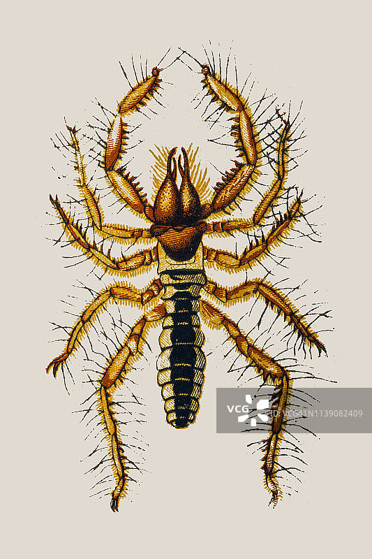 蜘蛛是蛛形纲动物的一个目，被称为骆驼蜘蛛、风蝎子、太阳蜘蛛或蜘蛛图片素材