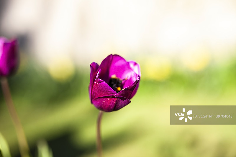 春天的花，紫色，栗色的郁金香在花园里。图片素材
