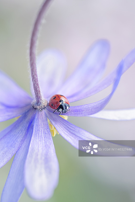 特写图像的7点瓢虫，瓢虫，瓢虫-七星瓢虫一个春天的花瓣，蓝色的银莲花blanda花也被称为冬天的风花图片素材