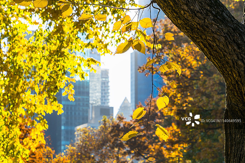 2018年11月8日，美国纽约中央公园，在秋日的阳光照射下，曼哈顿中城的摩天大楼被秋色的树木所照亮。图片素材