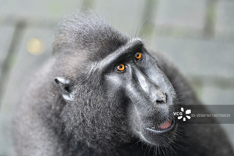 西里伯斯冠猕猴图片素材