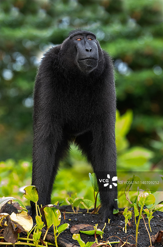 西里伯斯冠猕猴图片素材
