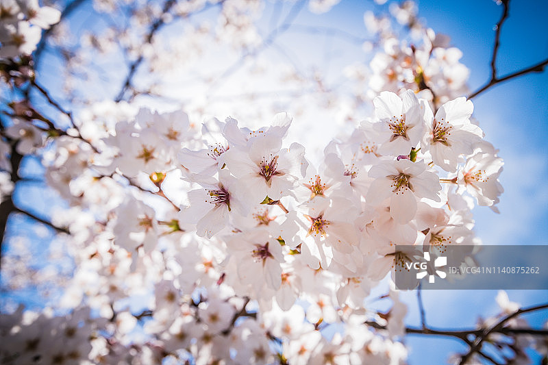树枝上开满了樱花。Iga、三重、日本图片素材