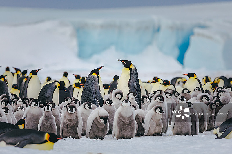 帝企鹅幼崽和成年企鹅在雪山岛忙碌地聚集在一起图片素材