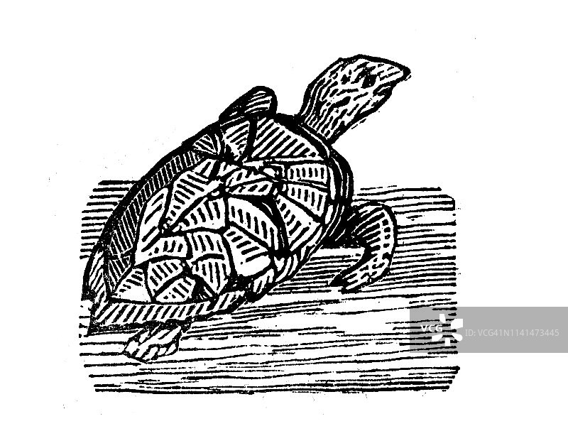 古色古香的乌龟插图图片素材