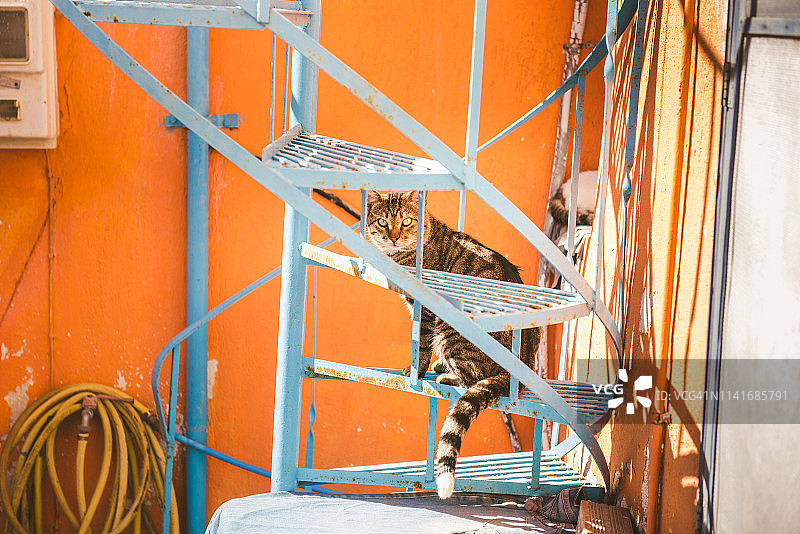 希腊圣托里尼，安普里奥的楼梯上的猫图片素材