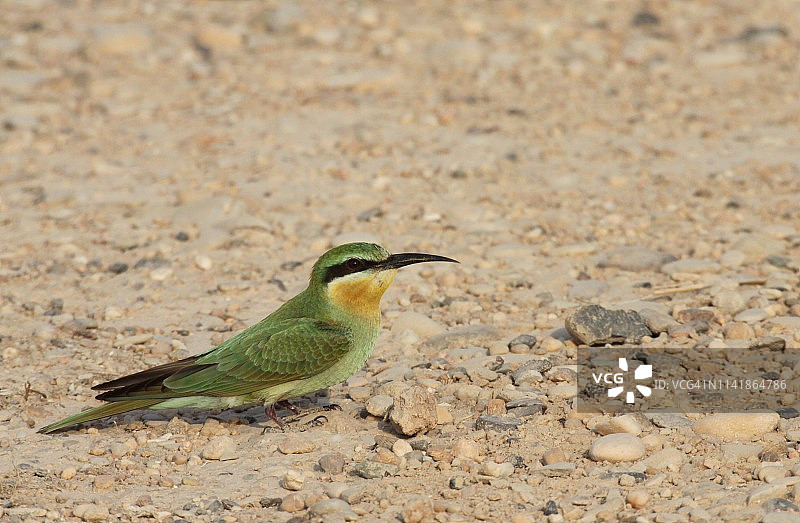 卡塔尔沙漠里的绿蜂捕食者图片素材