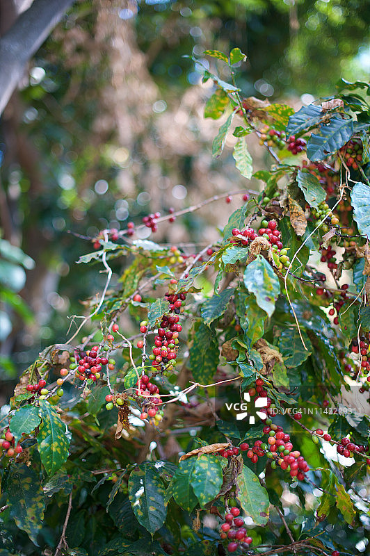 种植咖啡豆，危地马拉图片素材
