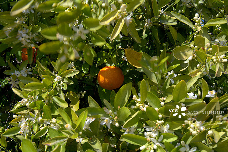 阿扎哈，橘子树之花图片素材