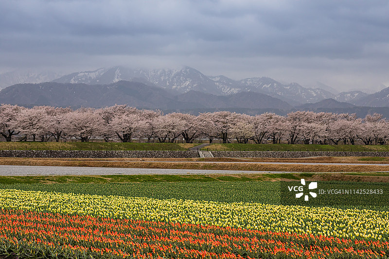 郁金香和樱桃树在春天，富山，日本图片素材