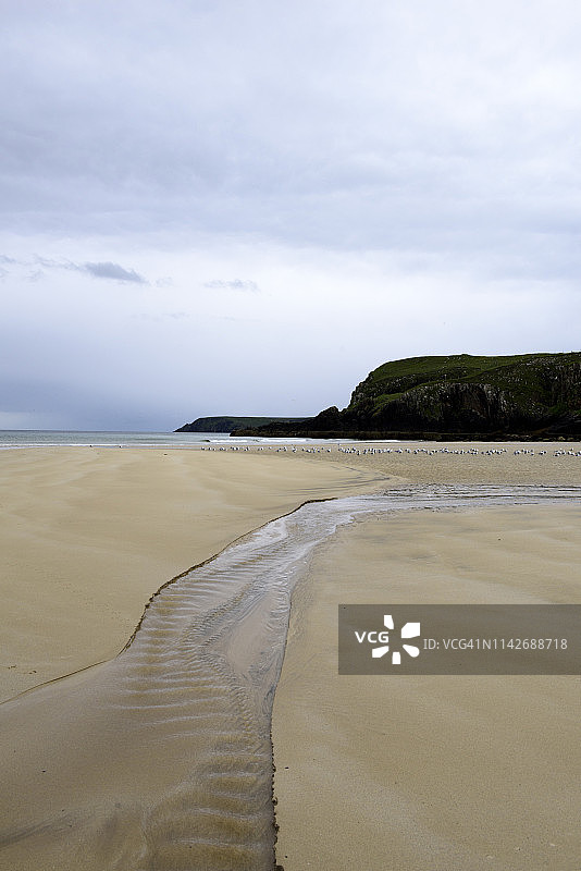 苏格兰路易斯岛托尔斯塔加里海滩上的海鸥图片素材