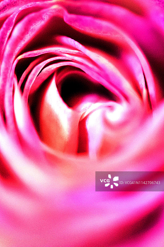 一朵充满活力的玫瑰图片素材