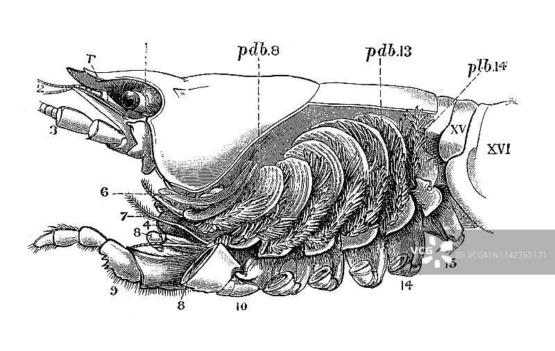 小龙虾，欧洲小龙虾，高贵小龙虾，或宽爪小龙虾解剖学图片素材