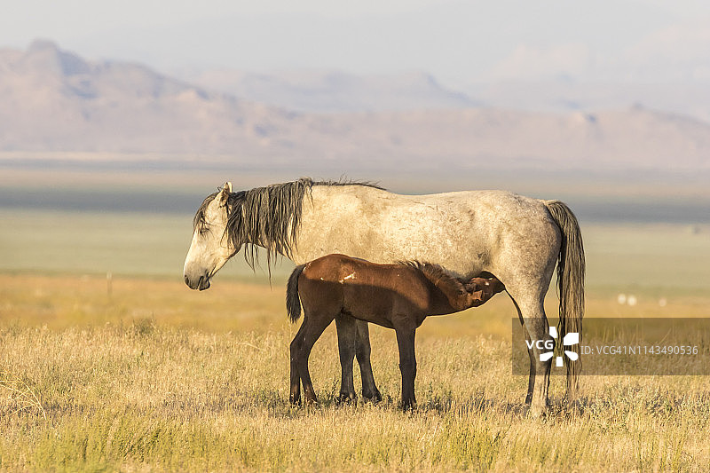 美国犹他州图尔县的野马小马驹正在喂养图片素材