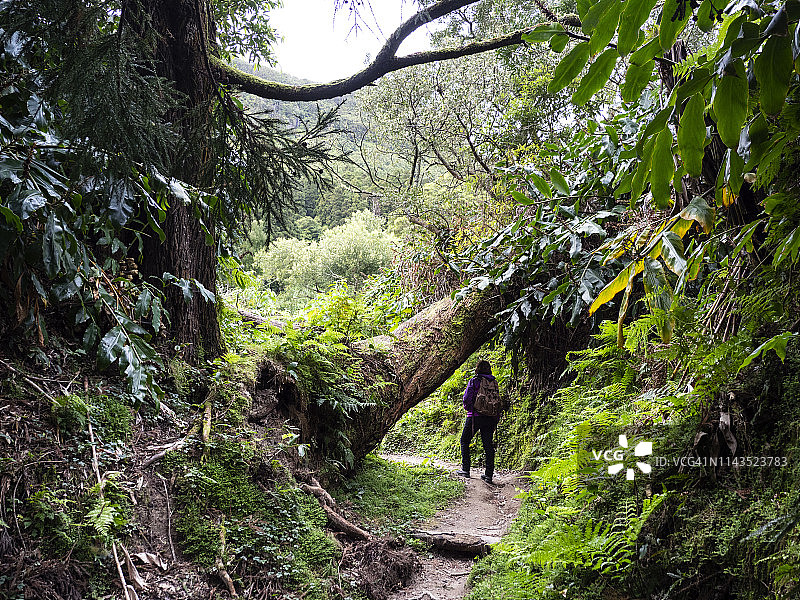 徒步旅行的妇女沿着热带雨林的景观。Sao Miguel岛，亚速尔群岛，葡萄牙。图片素材