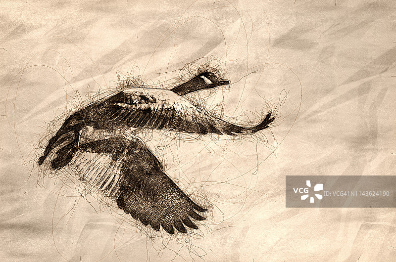 一个孤独的加拿大鹅在蓝天飞行的素描图片素材