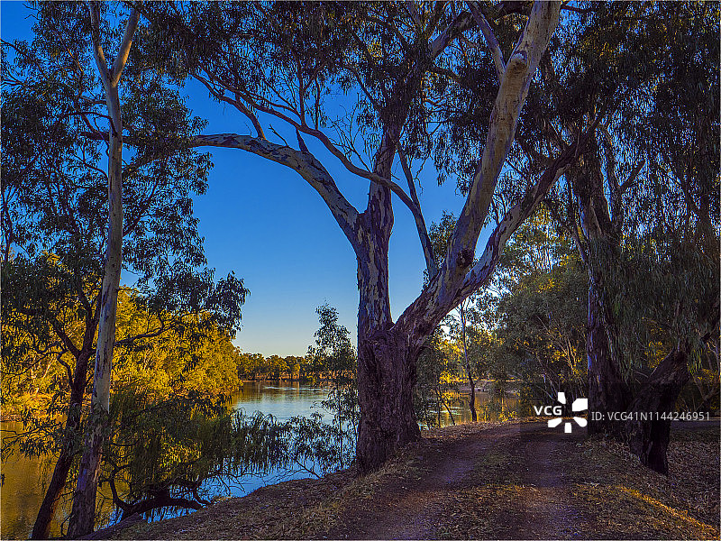 澳大利亚新南威尔士州科罗瓦的墨累河谷国家公园，秋天黄昏的金色光线。图片素材
