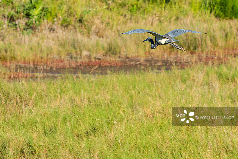一只三色鹭正准备降落在梅里特岛国家野生动物保护区的湿地上。图片素材
