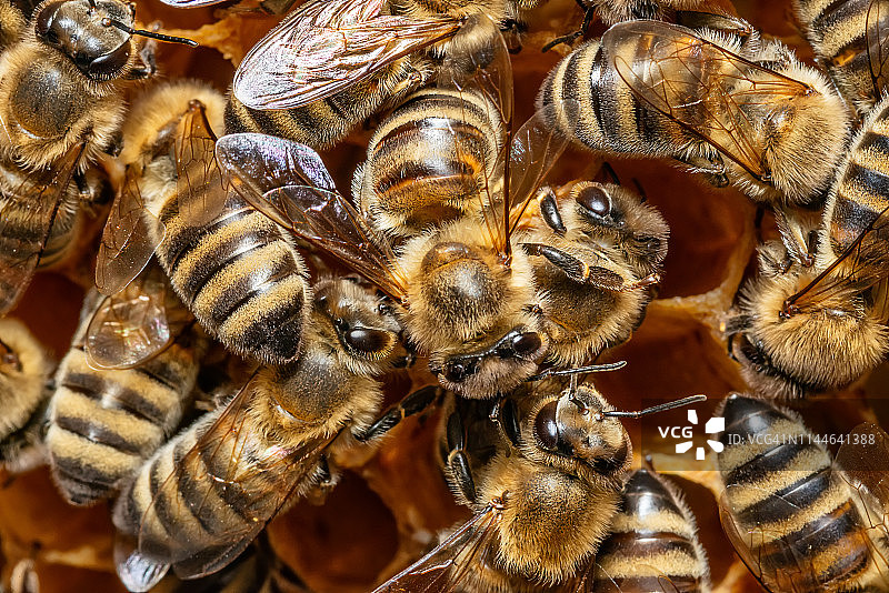 蜂房中蜂窝上的一群蜜蜂图片素材