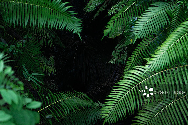 黑色的热带背景与绿色植物雨后近景。图片素材