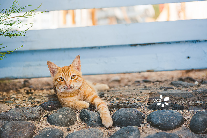 可爱的猫在卡马里，圣托里尼，希腊图片素材