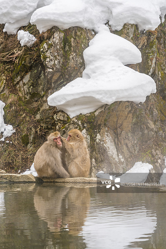 2月20日，在日本长野地狱谷雪猴公园，日本雪猴在雪山温泉中拥抱梳理。图片素材