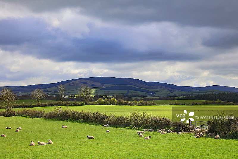 在惊心动魄的暴风雨天空下，羊群在绿色草地上吃草。爱尔兰的乡村图片素材