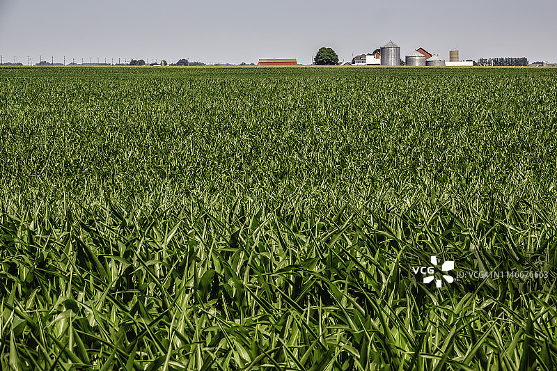 夏天阳光普照的绿色玉米地和远处的农场建筑图片素材