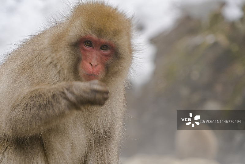 2月20日，在日本长野地狱谷雪猴公园，小雪猴在雪山温泉浴盆边吃食物。图片素材