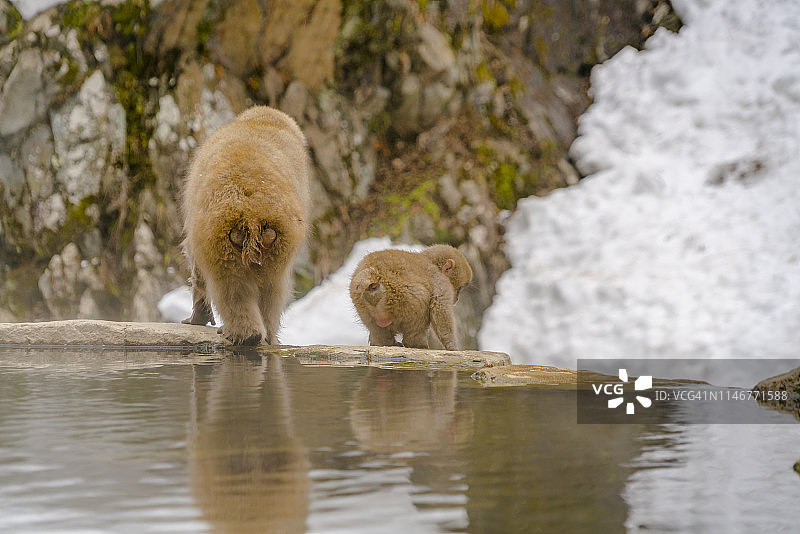 2月20日，在日本长野地狱谷雪猴公园，雪猴妈妈和小猴在温泉浴缸边散步，并凝视着雪山。图片素材
