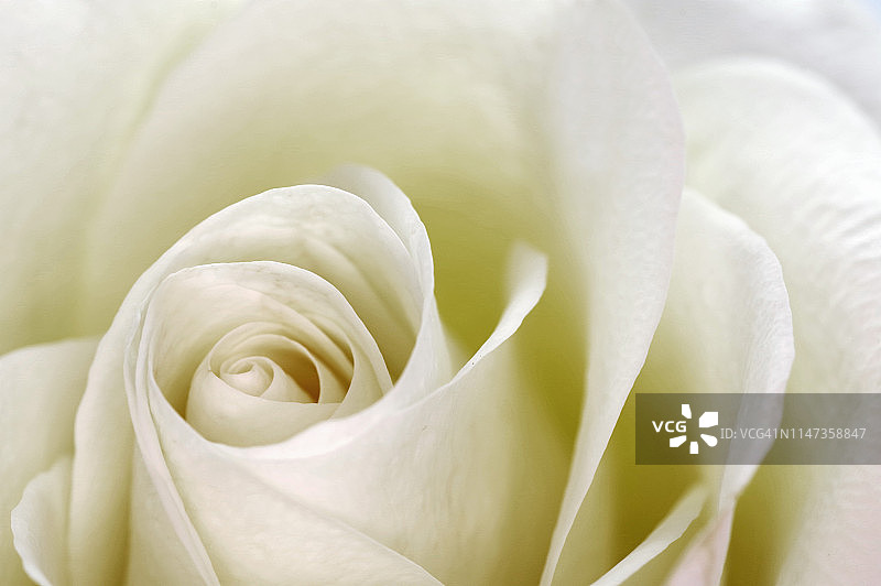 风格化的白玫瑰图片素材