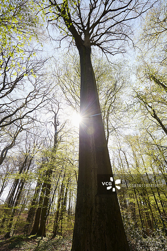 低角度的观点，树木在森林对太阳和天空在春天图片素材