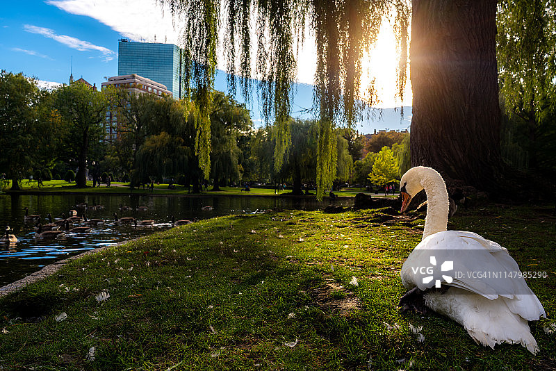 美国马萨诸塞州波士顿市，波士顿公共公园湖中的白天鹅图片素材