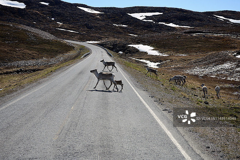 挪威北部克雅øllefjord附近，一大群驯鹿过马路图片素材