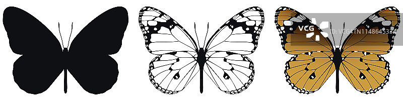 蝴蝶在白色背景矢量插图。有三种版本，黑色形状，黑白和彩色图片素材
