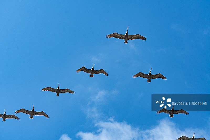 鸟儿在加利福尼亚的海滩上飞翔图片素材