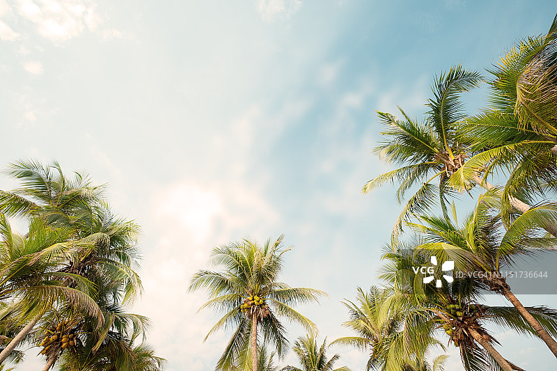 热带海滩上的一棵棕榈树图片素材